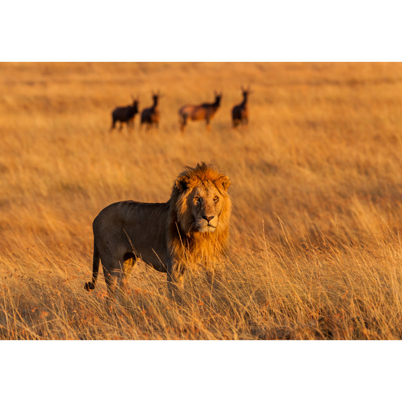 大きな野生動物壁画 ホーム用 サバンナライオン 獲物ウォールアート