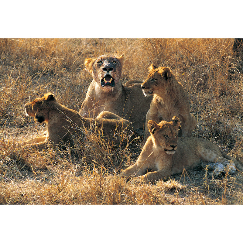 Huge Modern Wallpaper Mural Brown Female Lions Lying on Ground Wall Covering, Custom Made Clearhalo 'Wall Decor' 'Wall Mural' 1508558