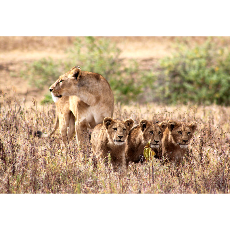 Lion and Its Child Mural Wallpaper Brown Modern Style Wall Decor for Family Room Clearhalo 'Wall Decor' 'Wall Mural' 1508588