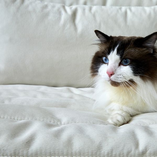 Moderne faux lederen slaper bank verwijderbare bekleding futon sofa bed