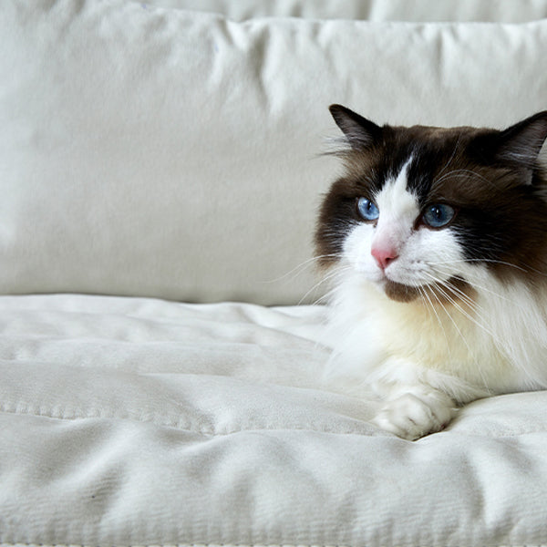 Sofá de cuero moderno sofá de cuero para tapicería extraholección de sofá cama