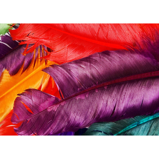 Illustration Feather Murals Extra Large Wall Covering for Home, Personalised Size Clearhalo 'Wall Decor' 'Wall Mural' 1211457