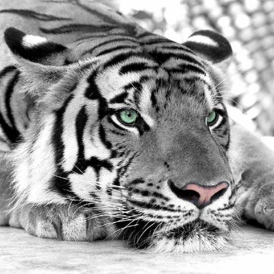 Stampa fotografica personalizzata sfondo di murales moderni con motivo tigre in bianco e nero