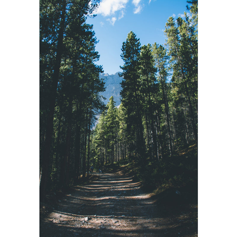 Green Roadside Pine Trees Mural Wallpaper Stain Resistant Wall Covering for Bedroom Clearhalo 'Wall Decor' 'Wall Mural' 1501642