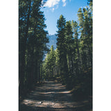 Green Roadside Pine Trees Mural Wallpaper Stain Resistant Wall Covering for Bedroom Clearhalo 'Wall Decor' 'Wall Mural' 1501642