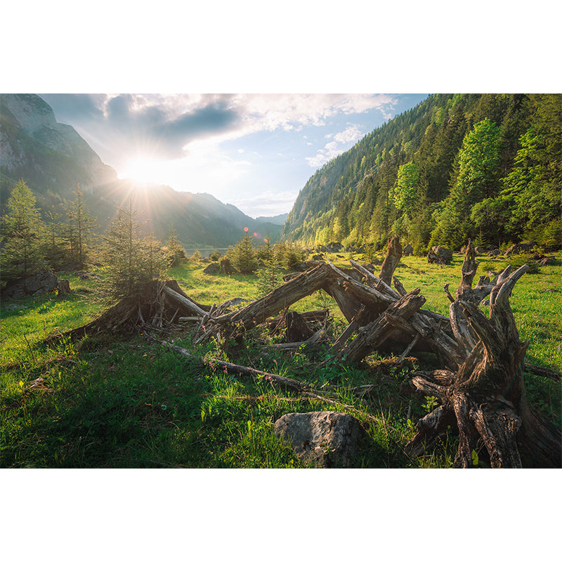 Modern Withered Tree Trunk Mural Green Sunrise Mountain Landscape Wall Art for Living Room Clearhalo 'Wall Decor' 'Wall Mural' 1501797