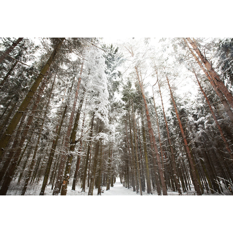 Brown Modern Art Mural Full Size Looking Up to Snow Forest Wall Covering for Living Room Clearhalo 'Wall Decor' 'Wall Mural' 1502052