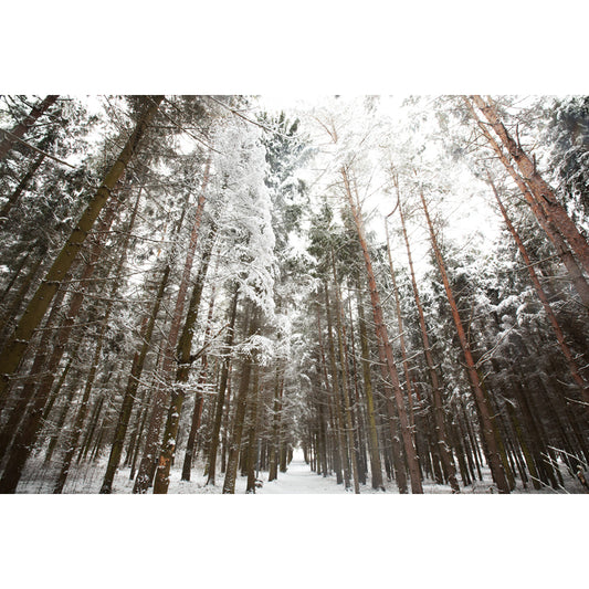 Brown Modern Art Mural Full Size Looking Up to Snow Forest Wall Covering for Living Room Clearhalo 'Wall Decor' 'Wall Mural' 1502052