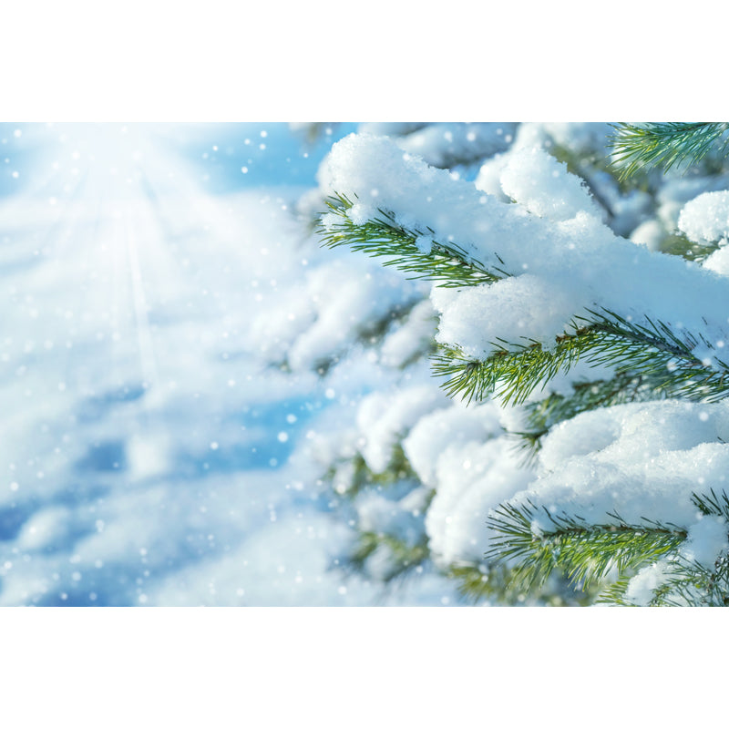 Photography Winter Rime Wall Mural Large Wall Art for Living Room, Custom Size Available Clearhalo 'Wall Decor' 'Wall Mural' 1502132