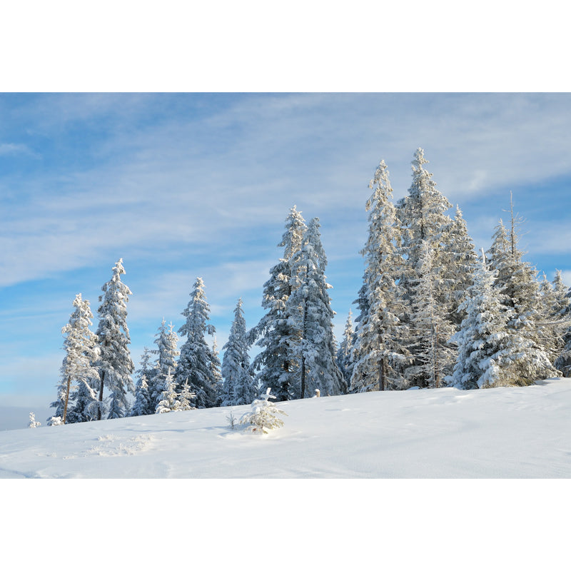 Photography Snowfield Cypress Mural Full-Size Wall Decor Above Bed, Personalized Size Clearhalo 'Wall Decor' 'Wall Mural' 1502187