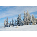 Photography Snowfield Cypress Mural Full-Size Wall Decor Above Bed, Personalized Size