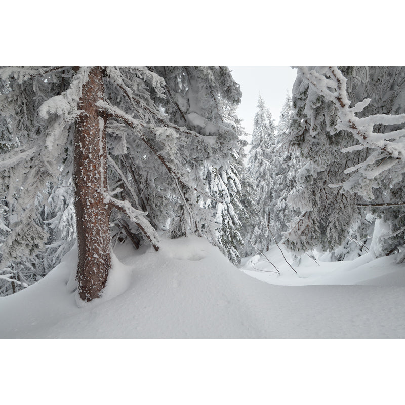 Cypress Forest after Snowfall Mural Grey Scandinavian Wall Covering for Accent Wall Clearhalo 'Wall Decor' 'Wall Mural' 1502192