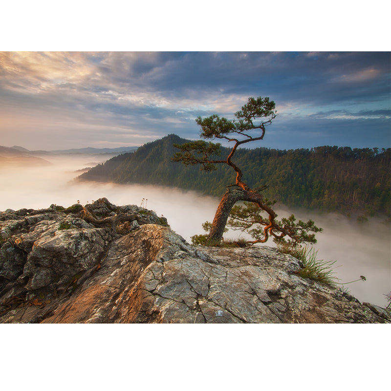 Brown Contemporary Mural Wallpaper Whole Pine Tree at Peak of Foggy Mountain Wall Art for Home Clearhalo 'Wall Decor' 'Wall Mural' 1505351