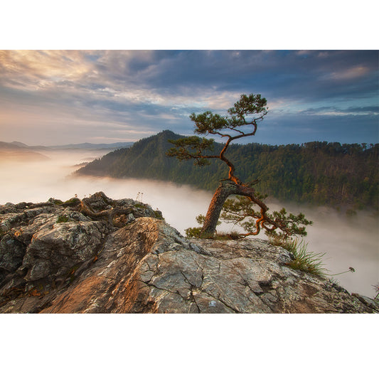 Brown Contemporary Mural Wallpaper Whole Pine Tree at Peak of Foggy Mountain Wall Art for Home Clearhalo 'Wall Decor' 'Wall Mural' 1505351