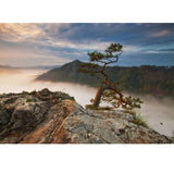 Brown Contemporary Mural Wallpaper Whole Pine Tree at Peak of Foggy Mountain Wall Art for Home Clearhalo 'Wall Decor' 'Wall Mural' 1505351