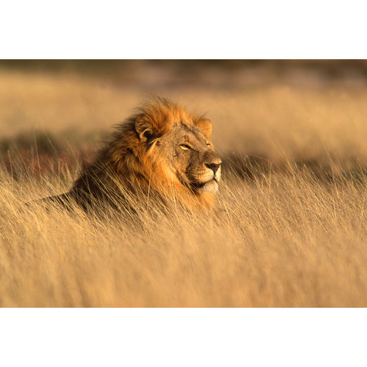 Lion Lying in Grass Mural Contemporary Non-Woven Material Wall Art in Brown for Room Clearhalo 'Wall Decor' 'Wall Mural' 1508283