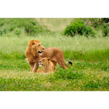 Modern Lion Couple Mural Green Scenery Wall Covering for Home, Custom Size Available Clearhalo 'Wall Decor' 'Wall Mural' 1508288