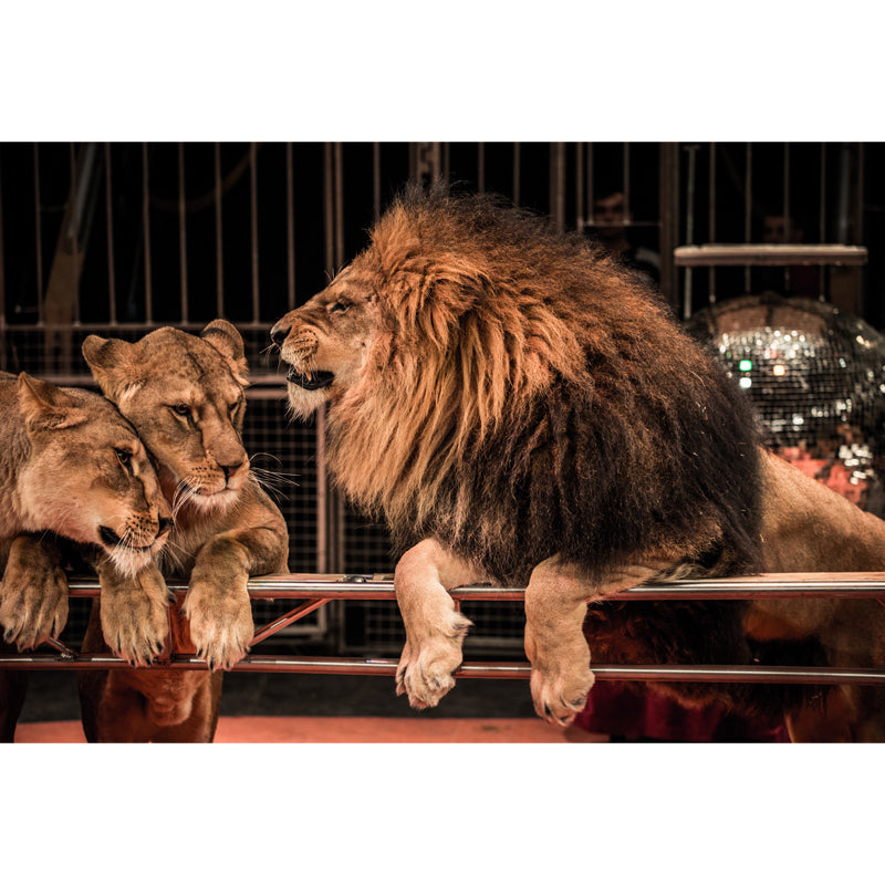 Brown Modern Wallpaper Mural Large Male Lion with Its Wives Wall Art for Bedroom Clearhalo 'Wall Decor' 'Wall Mural' 1508298