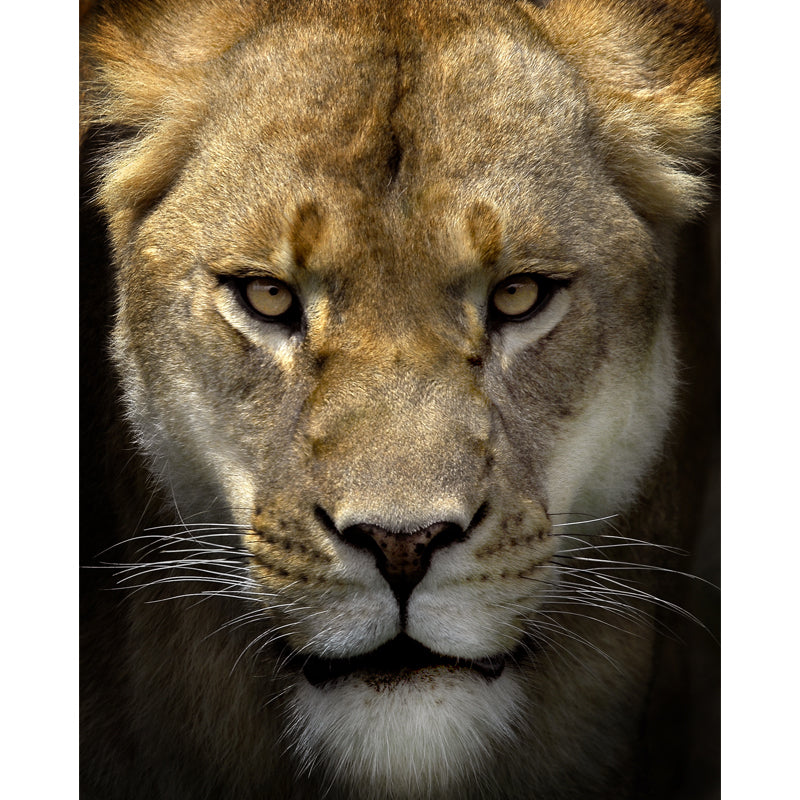 Photography Lion Head Mural Decal Huge Wall Covering for Living Room, Custom Made Clearhalo 'Wall Decor' 'Wall Mural' 1508303