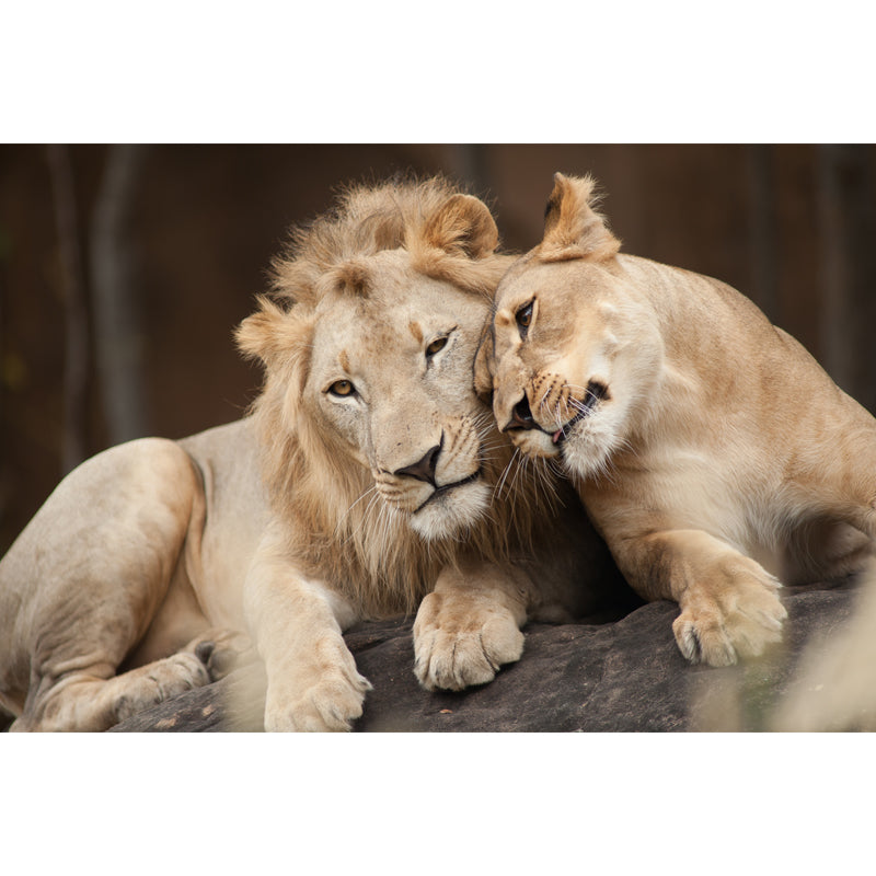 Brown Lover Lion Wallpaper Mural Waterproofing Wall Art for Living Room, Made to Measure Clearhalo 'Wall Decor' 'Wall Mural' 1508313