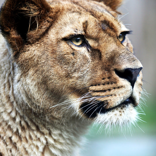 Photography Lion Side Face Mural Whole Wall Covering for Bedroom, Personalized Size Clearhalo 'Wall Decor' 'Wall Mural' 1508318