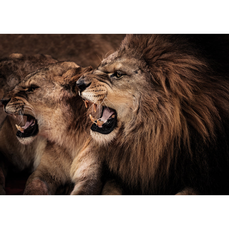 Big Roaring Lions Wall Mural Brown Non-Woven Fabric Wall Decor, Washable, Custom Made Clearhalo 'Wall Decor' 'Wall Mural' 1508323