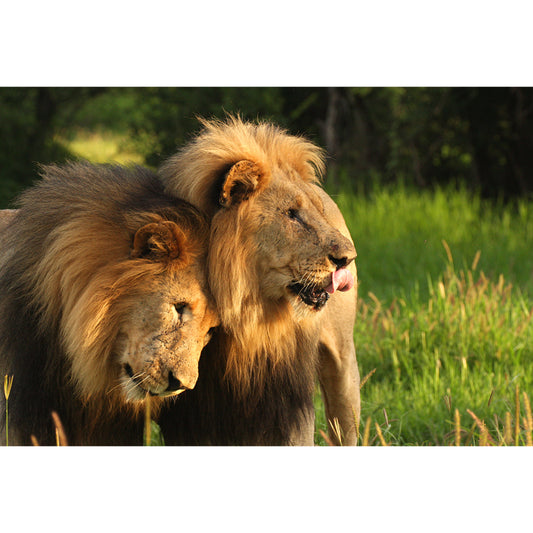 Whole Grassland Lions Mural Wallpaper for Bedroom Wild Animal Wall Art in Brown, Washable