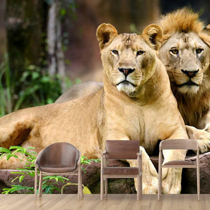 Lions Lying on Stone Mural Brown Contemporary Wall Covering for Living Room, Custom Print Brown Clearhalo 'Wall Decor' 'Wall Mural' 1508330