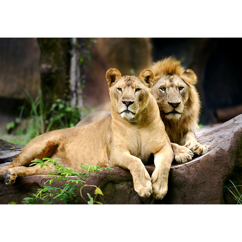 Lions Lying on Stone Mural Brown Contemporary Wall Covering for Living Room, Custom Print Clearhalo 'Wall Decor' 'Wall Mural' 1508333