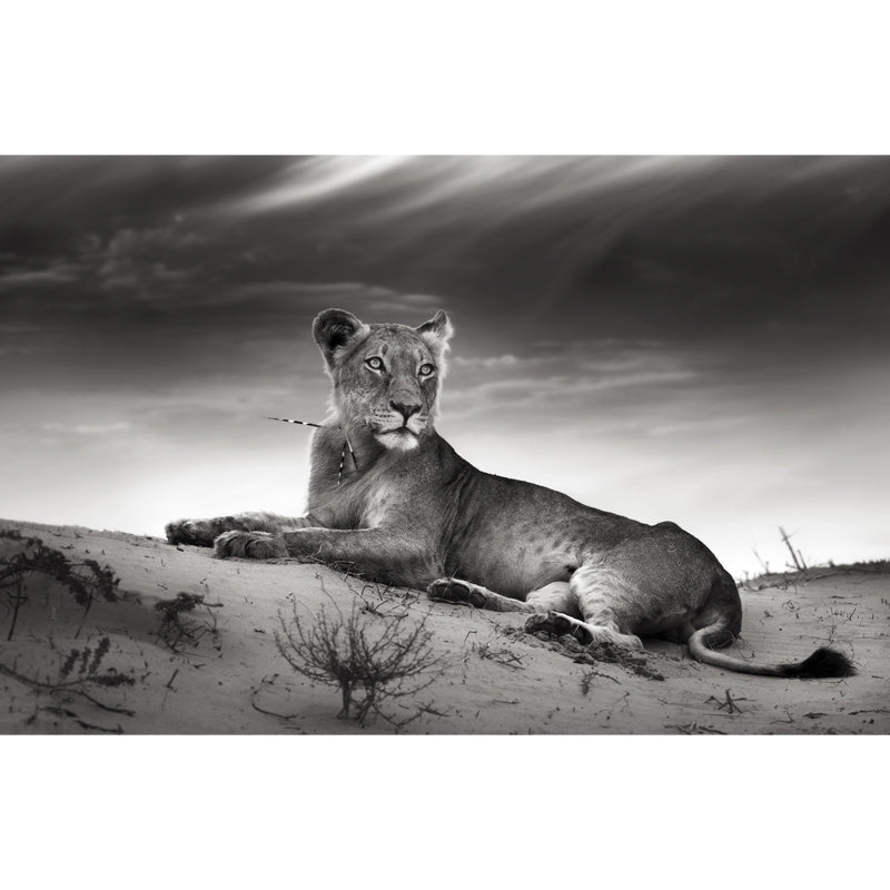 Grey Desert Lion Wallpaper Mural Waterproofing Modernist Bedroom Wall Decoration Clearhalo 'Wall Decor' 'Wall Mural' 1508338