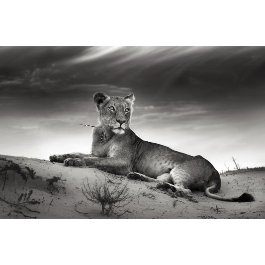 Grey Desert Lion Wallpaper Mural Waterproofing Modernist Bedroom Wall Decoration Clearhalo 'Wall Decor' 'Wall Mural' 1508338