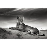 Grey Desert Lion Wallpaper Mural Waterproofing Modernist Bedroom Wall Decoration Clearhalo 'Wall Decor' 'Wall Mural' 1508338