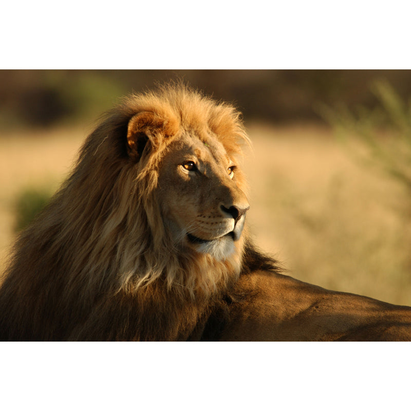 Modern Style Lion Wall Mural Brown Living Room Wall Art, Customized Size Available Clearhalo 'Wall Decor' 'Wall Mural' 1508343