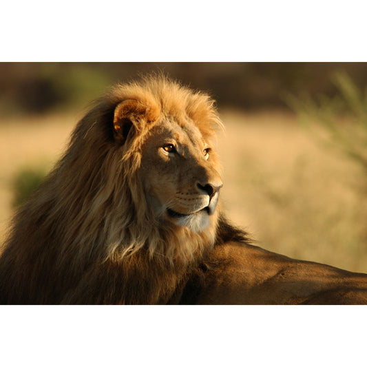 Modern Style Lion Wall Mural Brown Living Room Wall Art, Customized Size Available Clearhalo 'Wall Decor' 'Wall Mural' 1508343