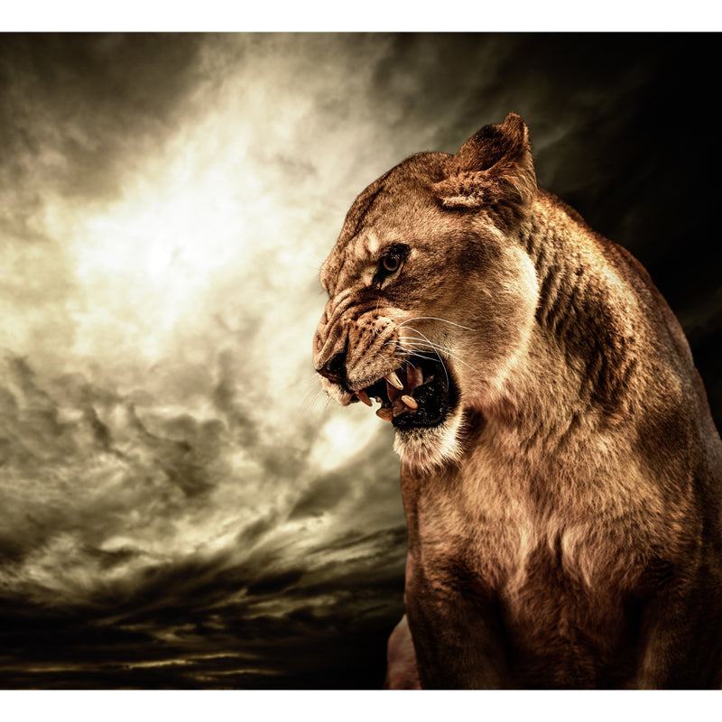 Photography Angry Lion Wall Mural Full-Size Wall Art for Living Room, Made to Measure Clearhalo 'Wall Decor' 'Wall Mural' 1508358
