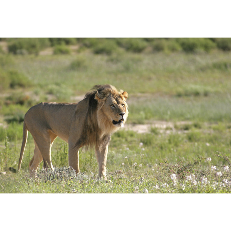 Green Modern Wall Paper Mural Big Lion Walking Wall Decor for Bedroom, Non-Woven Clearhalo 'Wall Decor' 'Wall Mural' 1508363