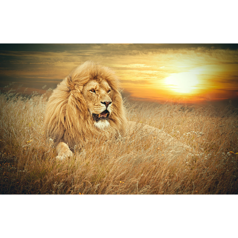 Contemporary Wild Animal Mural Brown Lion Lying on Ground at Sunset Wall Covering Clearhalo 'Wall Decor' 'Wall Mural' 1508368