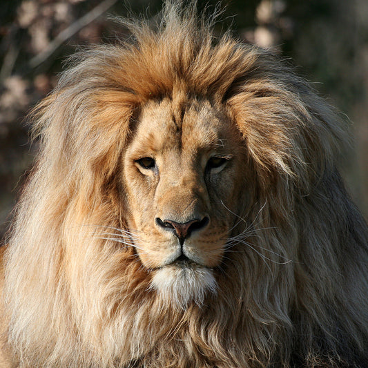 Modern Boys Wall Mural Decal with Lion Head Pattern Brown Wall Art for Living Room Clearhalo 'Wall Decor' 'Wall Mural' 1508373