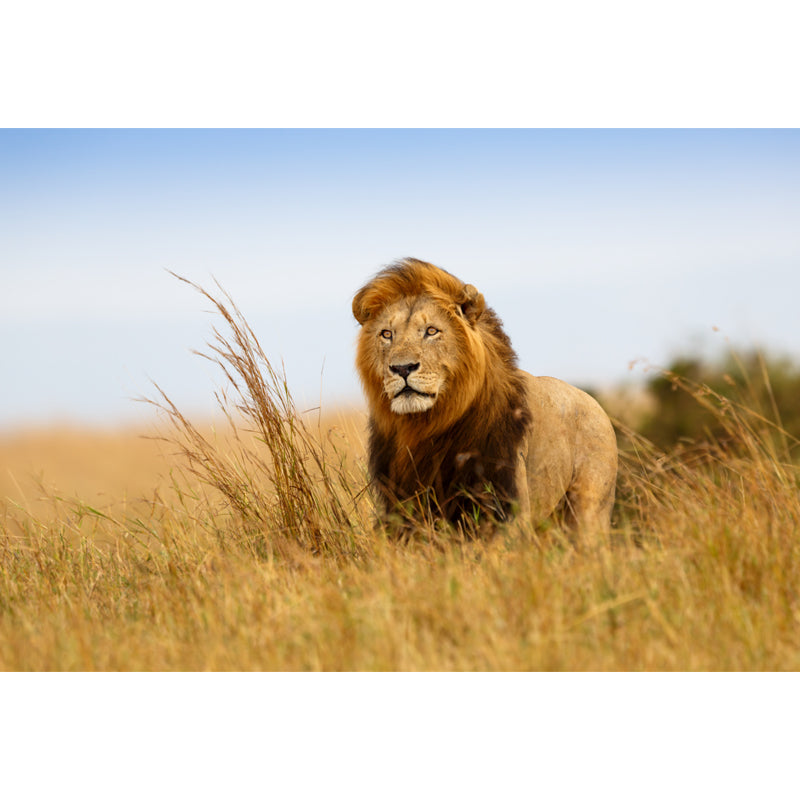 Brown King of Savannas Mural Lion Modern Style Moisture Resistant Wall Decor for Home Clearhalo 'Wall Decor' 'Wall Mural' 1508378