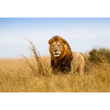 Brown King of Savannas Mural Lion Modern Style Moisture Resistant Wall Decor for Home Clearhalo 'Wall Decor' 'Wall Mural' 1508378