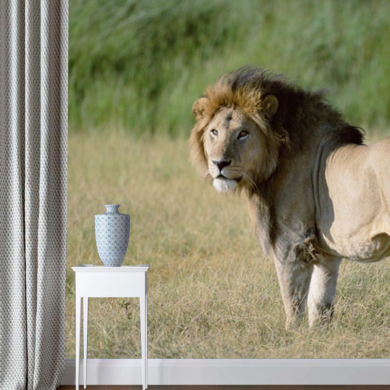 Lion in Savannas Wall Mural Modern Style Smooth Wall Art in Green for Living Room Clearhalo 'Wall Decor' 'Wall Mural' 1508386