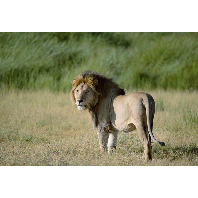 Lion in Savannas Wall Mural Modern Style Smooth Wall Art in Green for Living Room Clearhalo 'Wall Decor' 'Wall Mural' 1508388