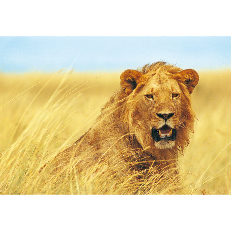 Non-Woven Washable Mural Contemporary Lion Pattern Wall Decoration in Yellow for Home Clearhalo 'Wall Decor' 'Wall Mural' 1508393