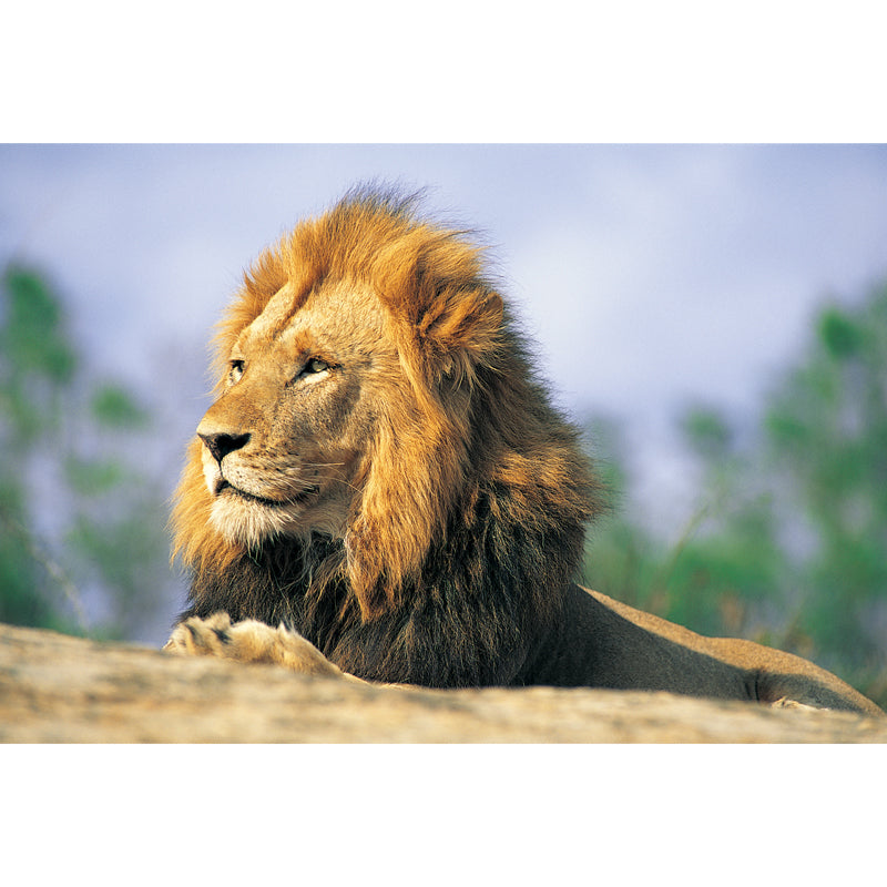 Brown Lion Looking Afar Mural Water Resistant Modern Bedroom Wall Covering, Made to Measure Clearhalo 'Wall Decor' 'Wall Mural' 1508398