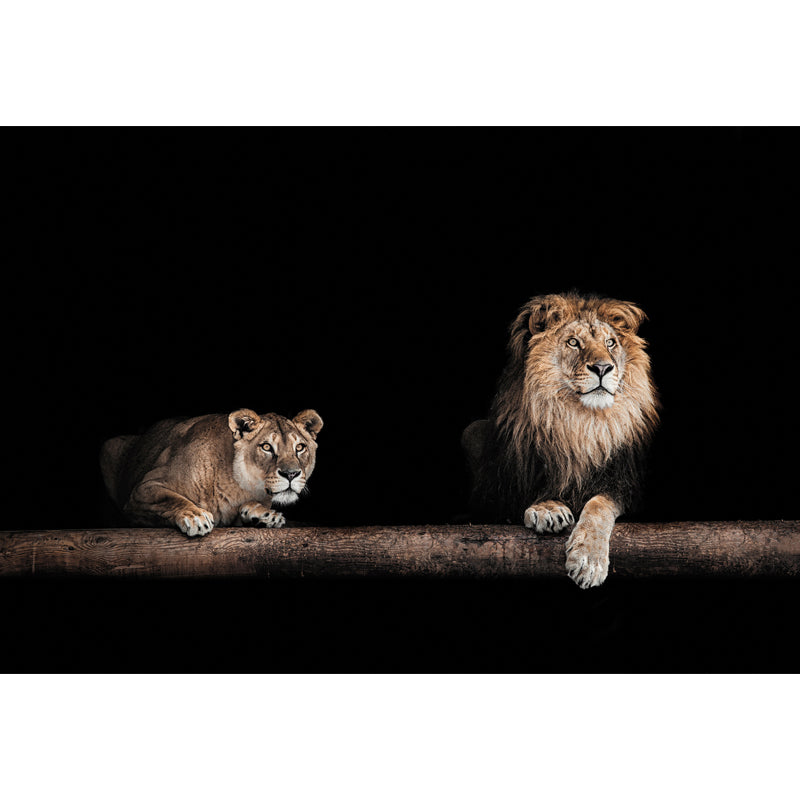 Lions in the Dark Mural Black Modernist Wall Art for Living Room, Personalized Size Clearhalo 'Wall Decor' 'Wall Mural' 1508403