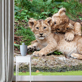 Photography Little Lions Playing Mural Large Size Wall Decor for Bedroom, Custom Size Clearhalo 'Wall Decor' 'Wall Mural' 1508406