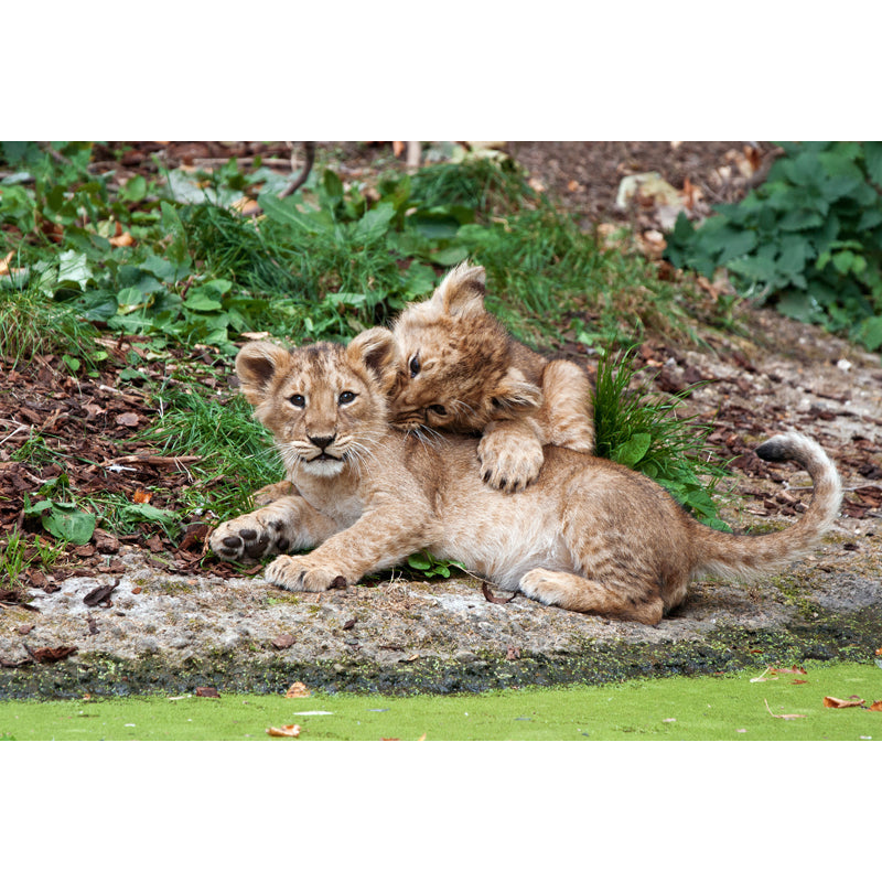 Photography Little Lions Playing Mural Large Size Wall Decor for Bedroom, Custom Size Clearhalo 'Wall Decor' 'Wall Mural' 1508408
