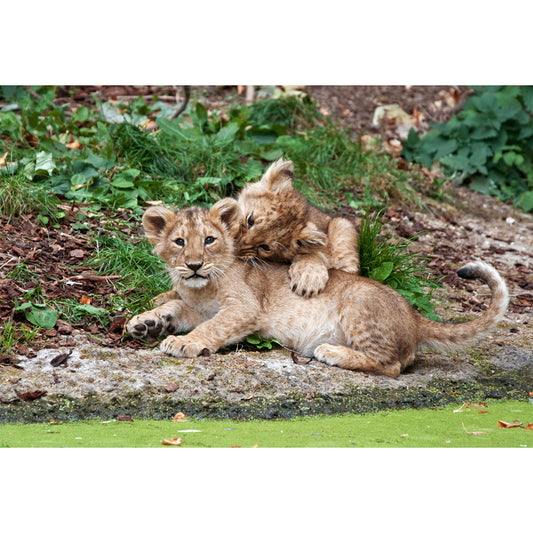 Photography Little Lions Playing Mural Large Size Wall Decor for Bedroom, Custom Size Clearhalo 'Wall Decor' 'Wall Mural' 1508408
