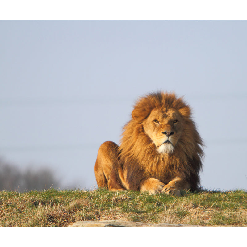 Contemporary Lion Wall Paper Mural Non-Woven Brown Washable Wall Art for Bedroom Clearhalo 'Wall Decor' 'Wall Mural' 1508418