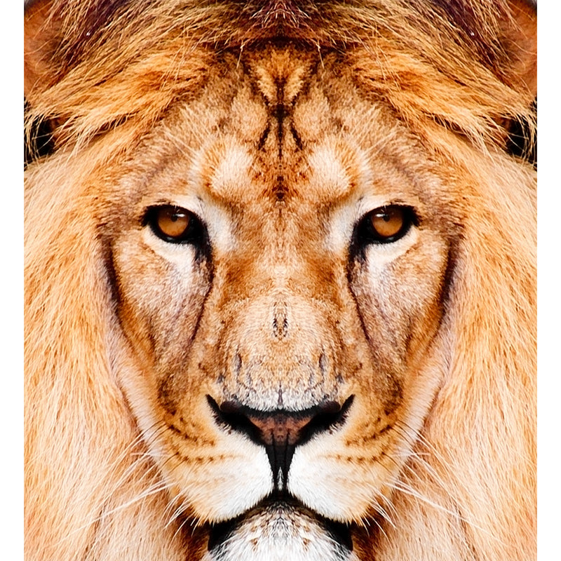 Close-Up of Lion Face Mural Decal Brown Modernist Wall Decoration for Boys Bedroom Clearhalo 'Wall Decor' 'Wall Mural' 1508423